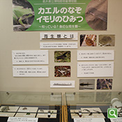 両生類とは