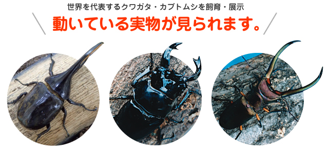 クワガタ・カブトムシを飼育