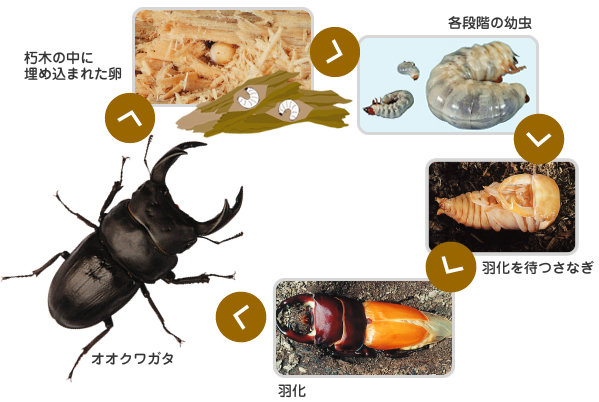 オオクワガタの成長