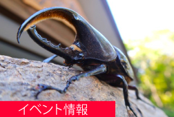 ふれあいの丘自然観察館イベント情報